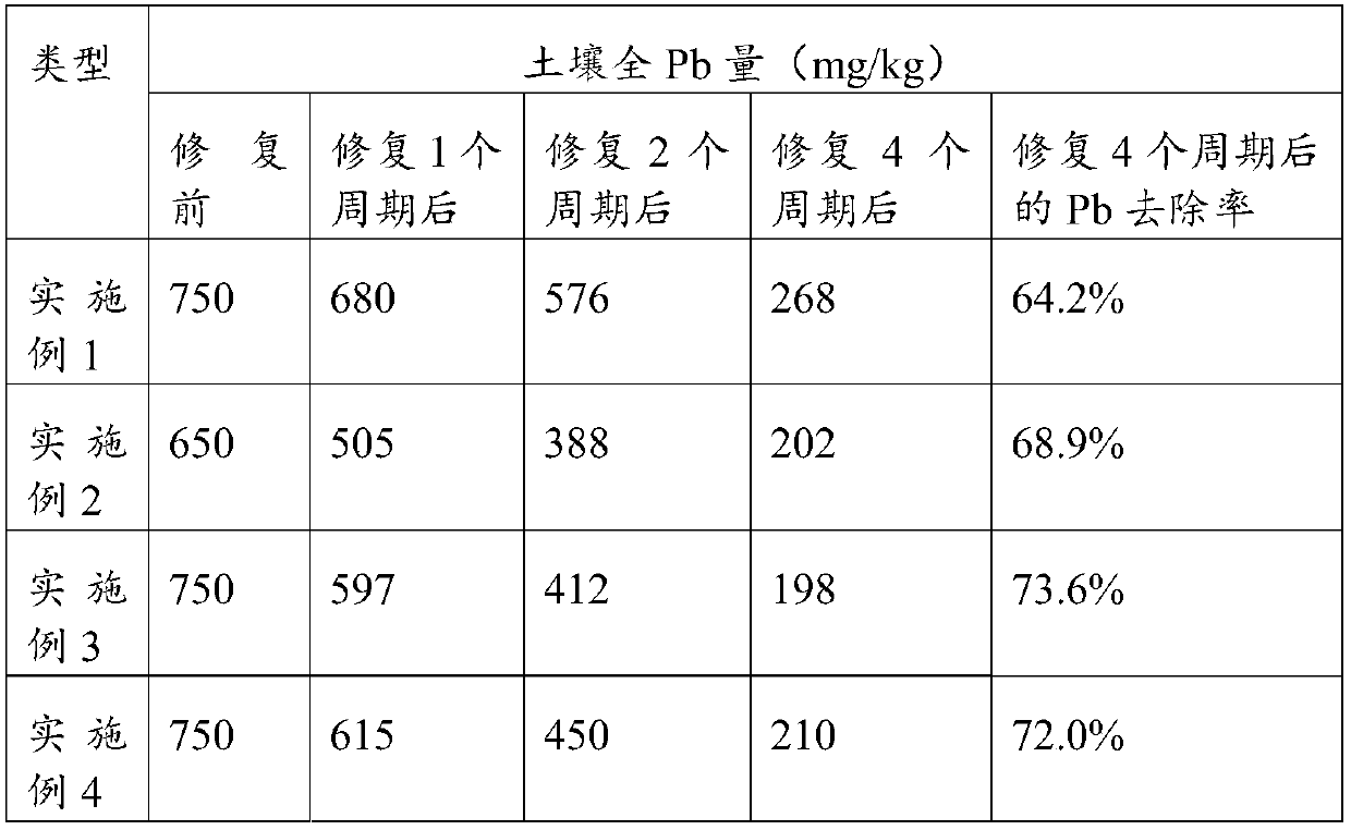 Green plant remediation method for heavy metal contaminated soil