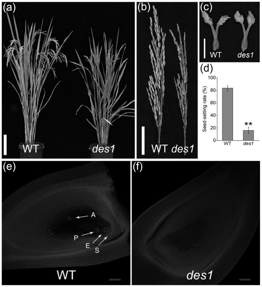 Application of rice gene OsDES1