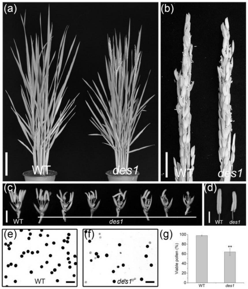 Application of rice gene OsDES1