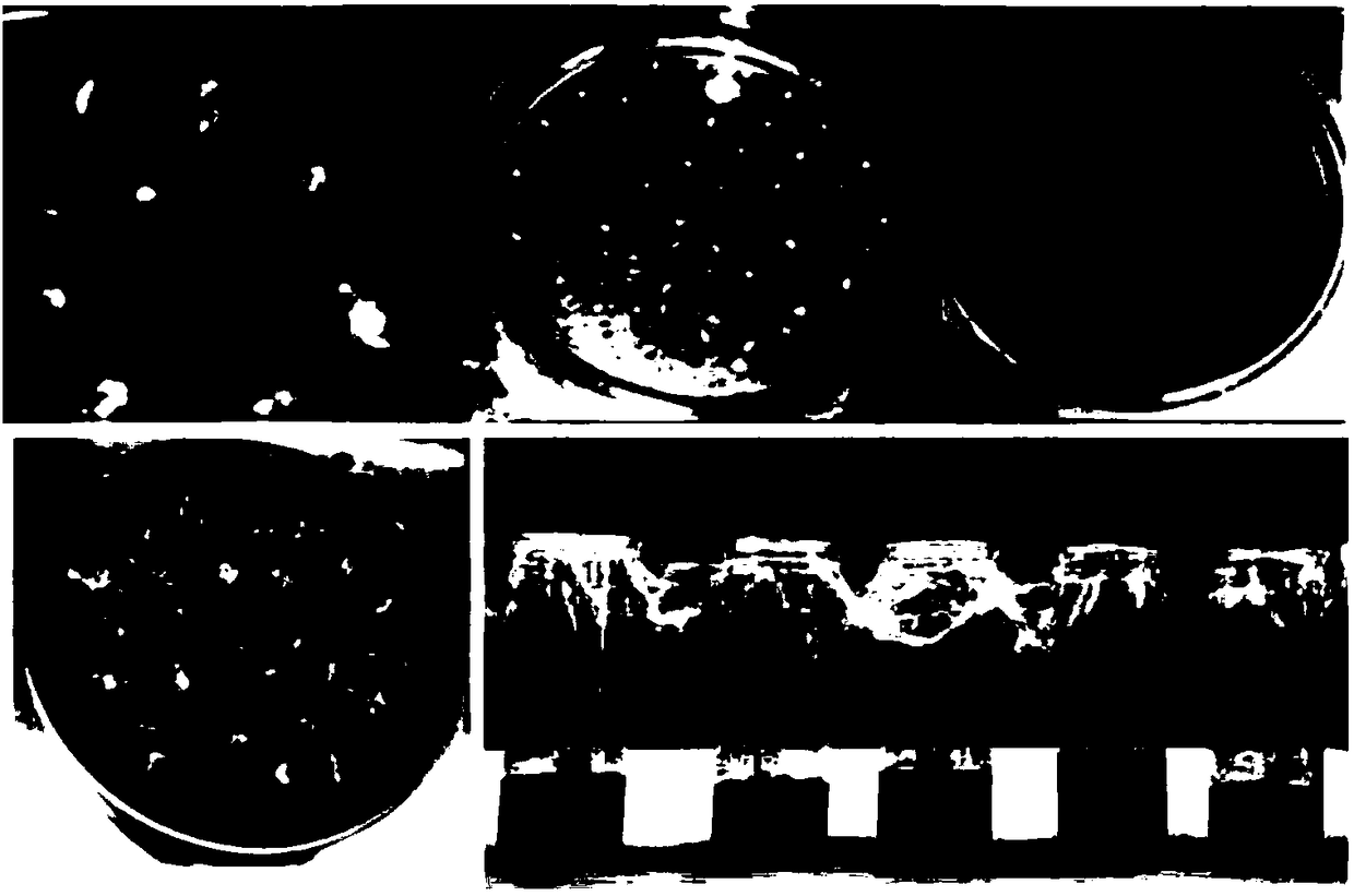 Rubber tree embryoid induction culture medium, induction method for embryonic callus and culture method of resistant callus