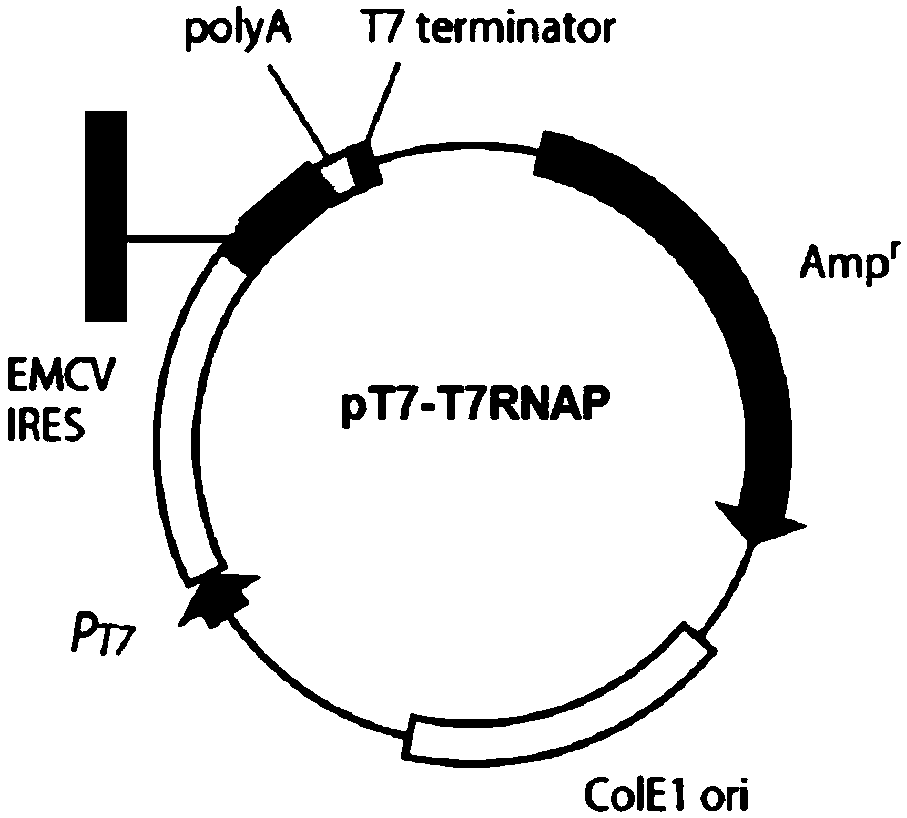 Rescue system for paramyxoviruses and rescue method for paramyxoviruses