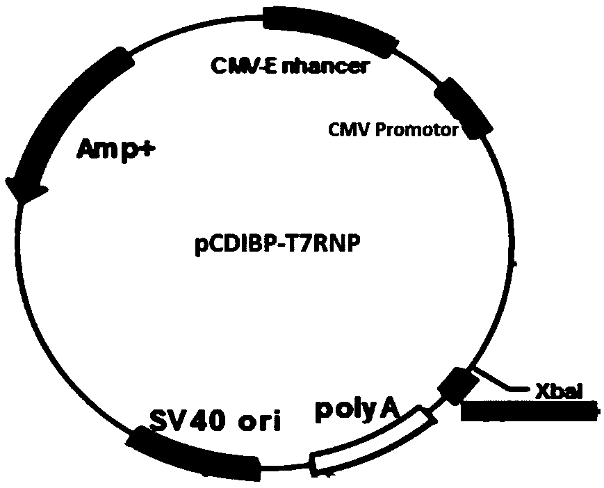 Rescue system for paramyxoviruses and rescue method for paramyxoviruses