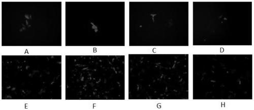 Rescue system for paramyxoviruses and rescue method for paramyxoviruses