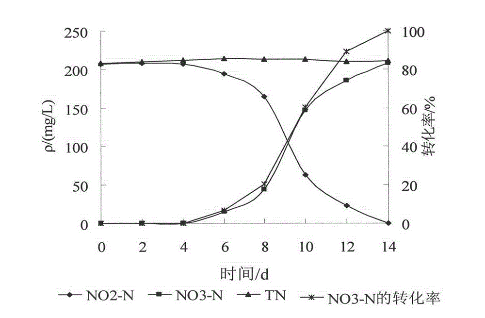 Autotrophic nitrifying bacteria and screening and identifying method thereof