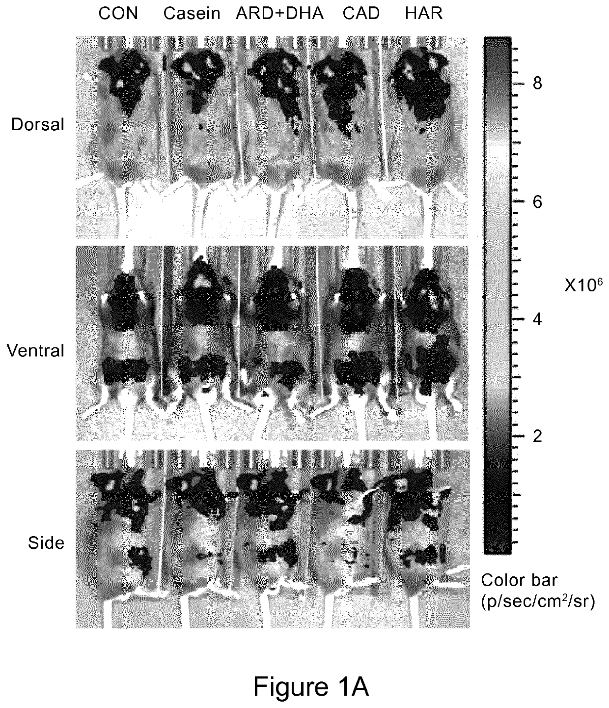 Methods For Inducing Adipocyte Browning, Improving Metabolic Flexibility, And Reducing Detrimental White Adipose Tissue Deposition And Dysfunction