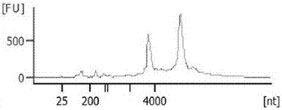 A method for extracting genomic dna and rna from a fine needle aspiration material