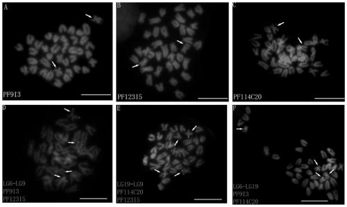 Probe for identifying central centromere chromosomes of patinopecten yessoensis and preparation method thereof