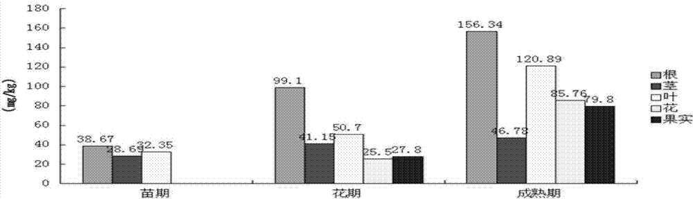 Method for restoring heavy-metal-contaminated soil by utilizing oil sunflower planting