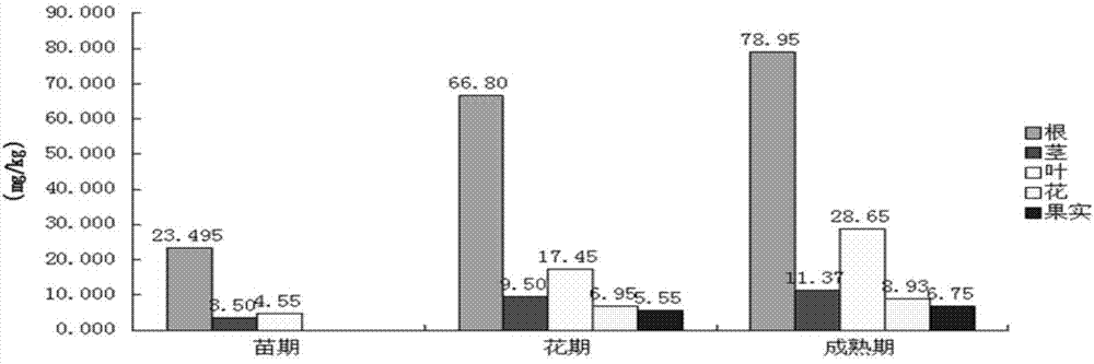 Method for restoring heavy-metal-contaminated soil by utilizing oil sunflower planting