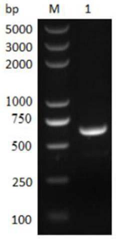 Enzyme-linked immunoassay method for detecting sheep toxoplasma gondii igg antibody