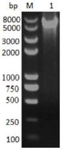 Enzyme-linked immunoassay method for detecting sheep toxoplasma gondii igg antibody