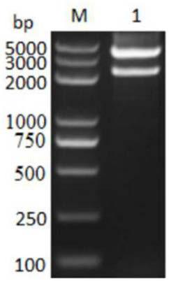 Enzyme-linked immunoassay method for detecting sheep toxoplasma gondii igg antibody