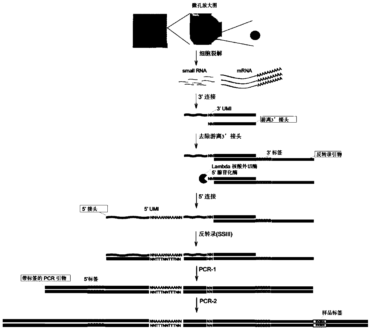 Method for establishing high-throughput single-cell small RNA (ribonucleic acid) library