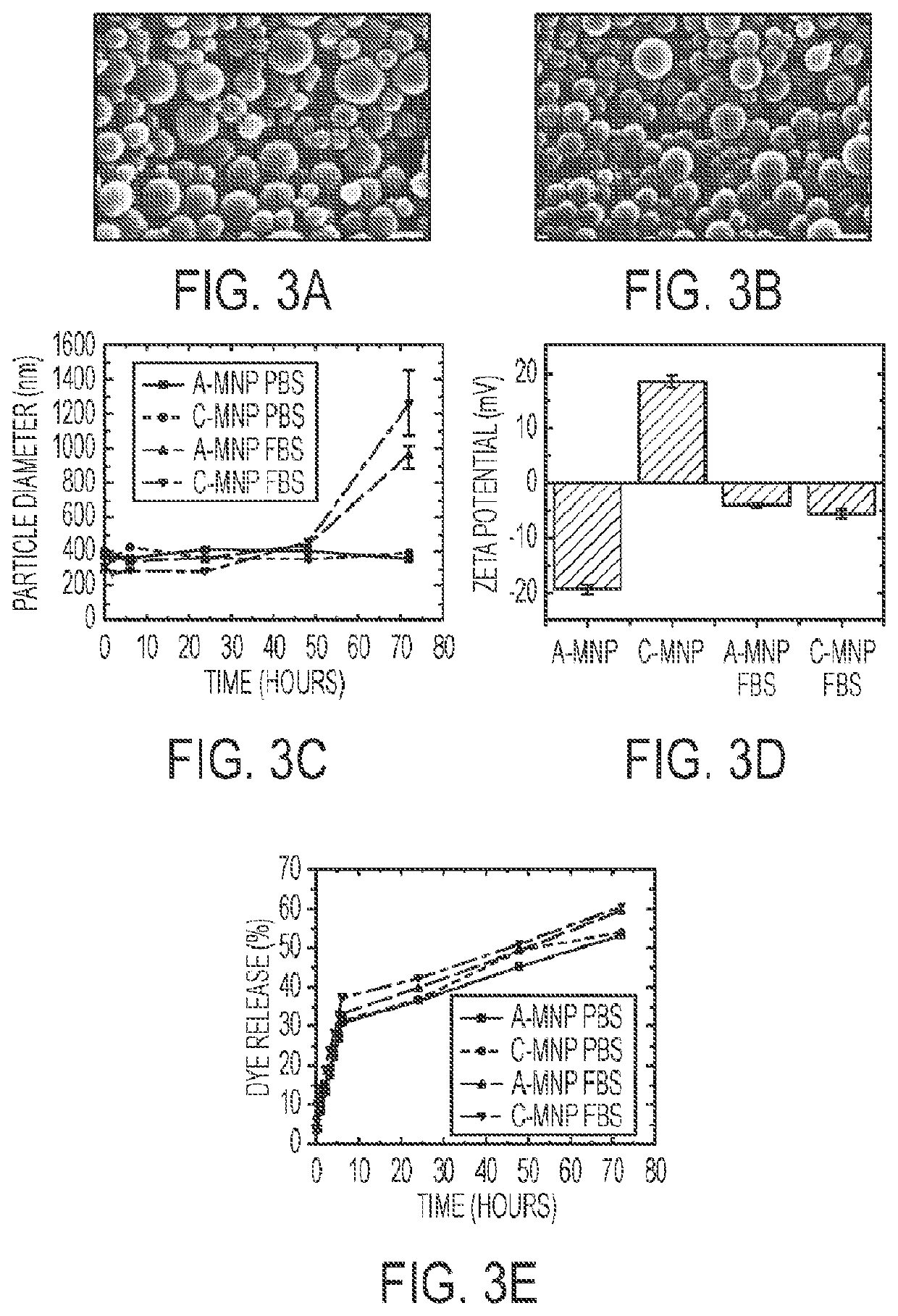 Mesoscale nanoparticles for selective targeting to the kidney and methods of their therapeutic use