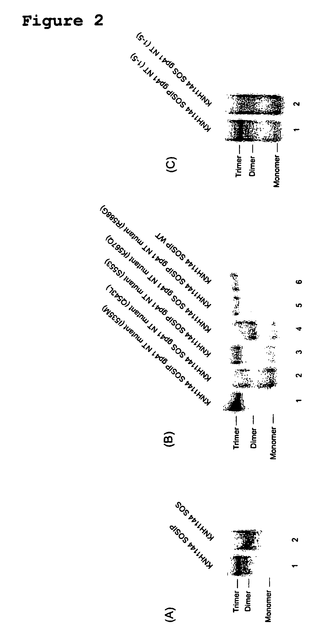 Soluble, stabilized, proteolytically cleaved, trimeric HIV-1 gp140 proteins comprising modifications in the N-terminus of the gp41 ectodomain