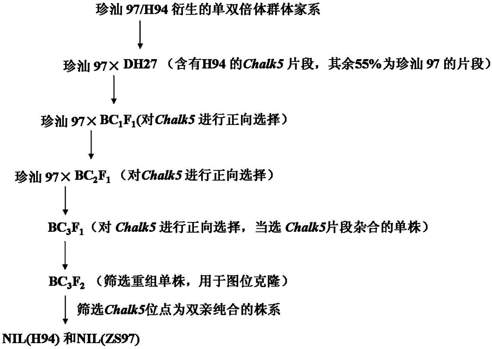 Cloning and application of major gene Chalk5 for chalkiness rate of paddy rice