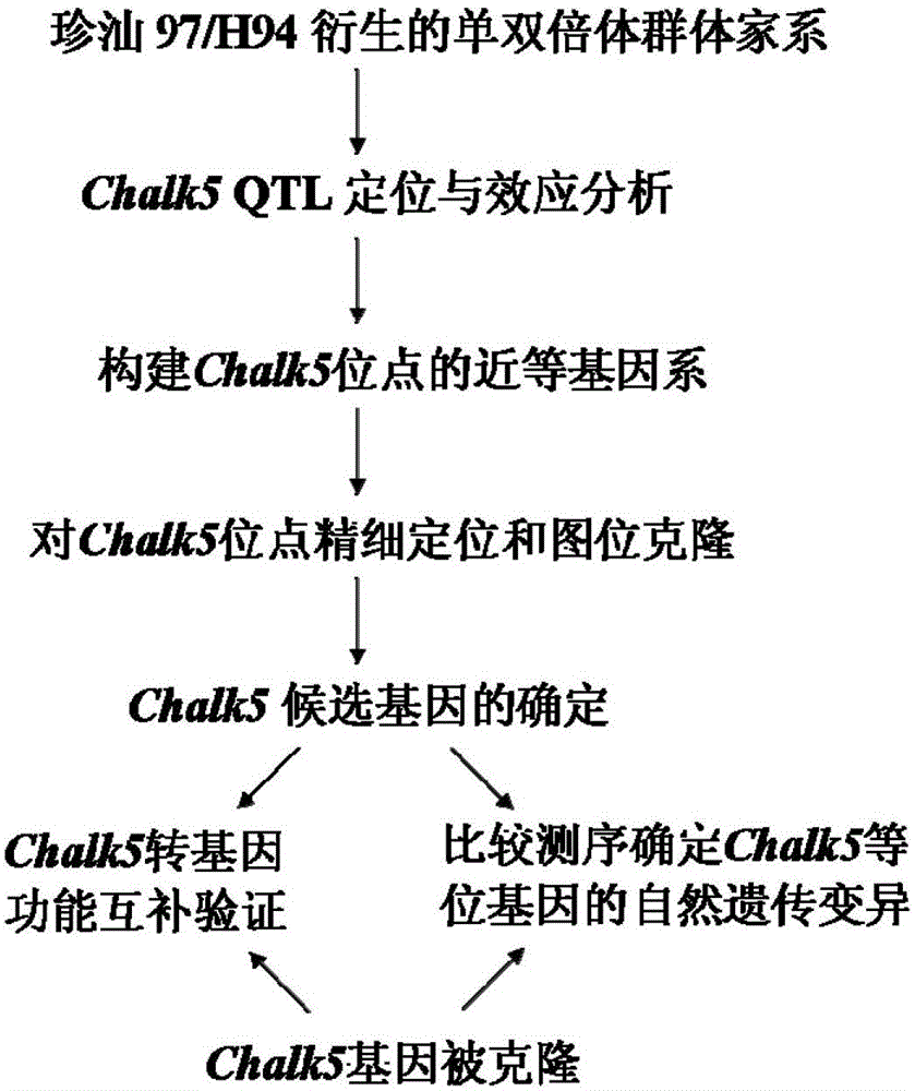 Cloning and application of major gene Chalk5 for chalkiness rate of paddy rice