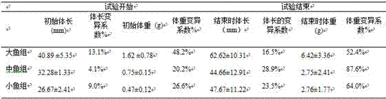 Method of odontobutis potamophila cultivation