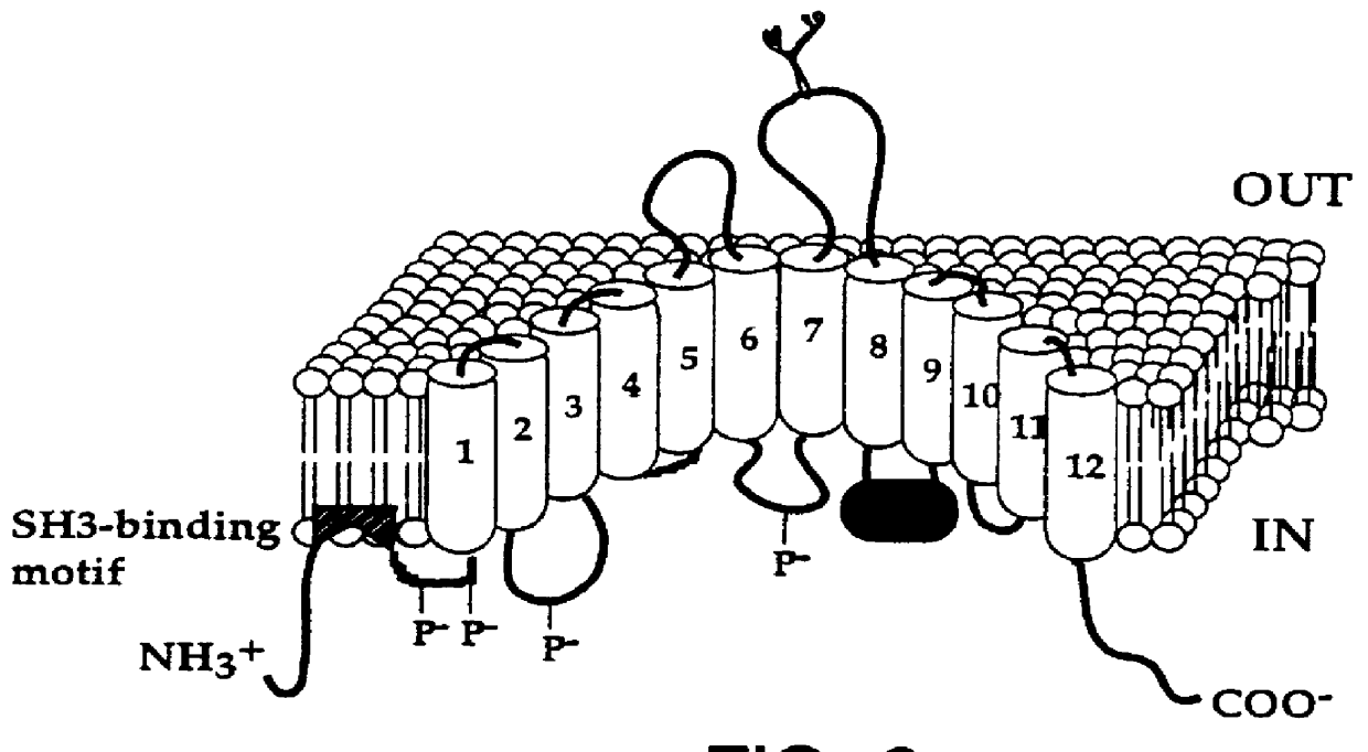 Method of identification of animals resistant or susceptible to disease such as ruminant brucellosis, tuberculosis, paratuberculosis and salmonellosis