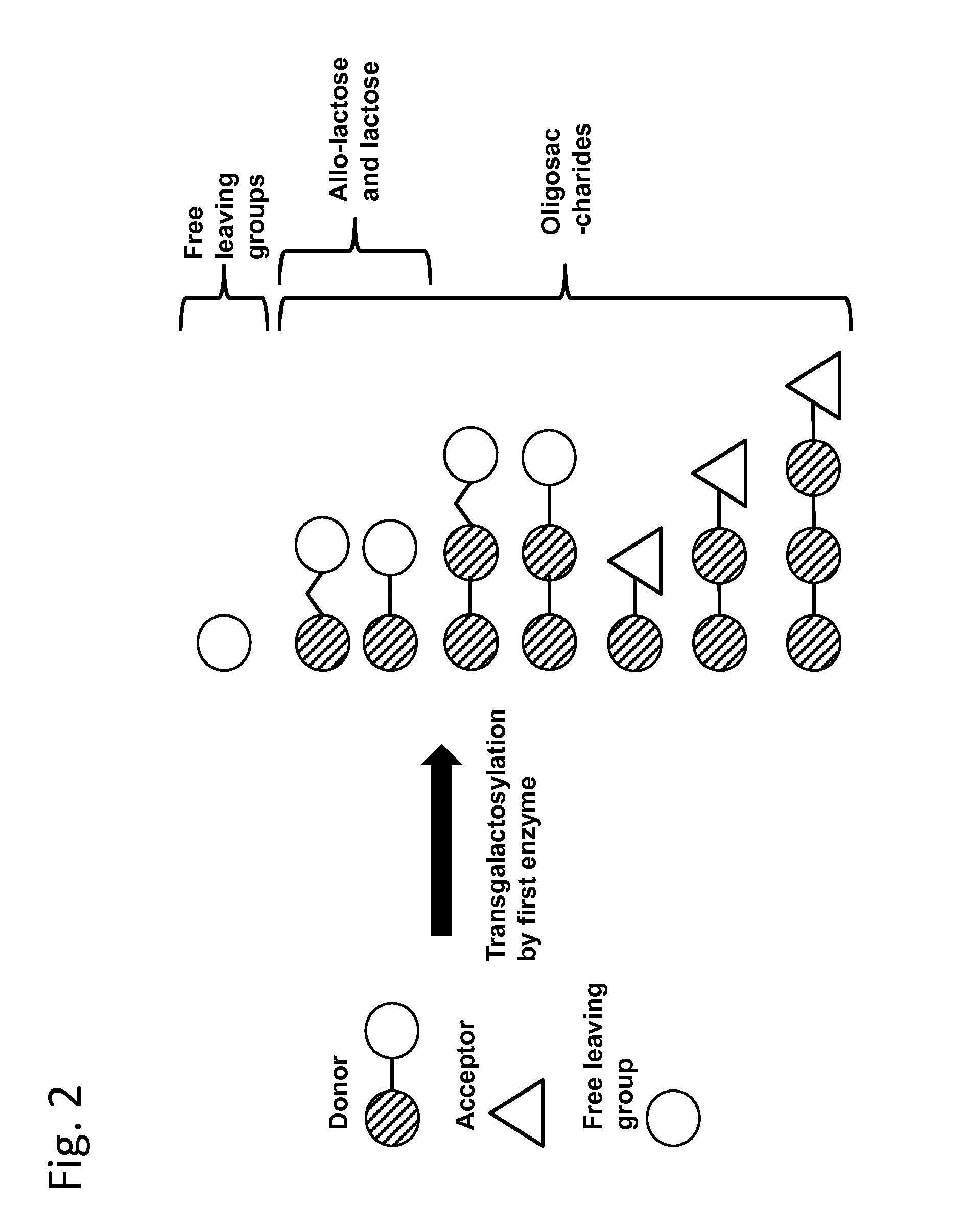 Method of producing a composition containing galacto-oligosacchardies