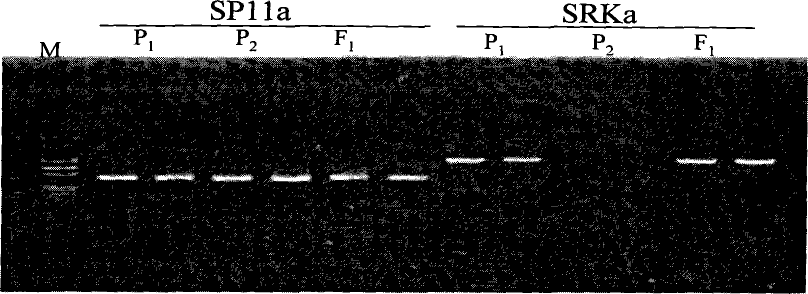 Molecule marker of brassica napus self-incompatible maintainer as well as preparation and uses thereof