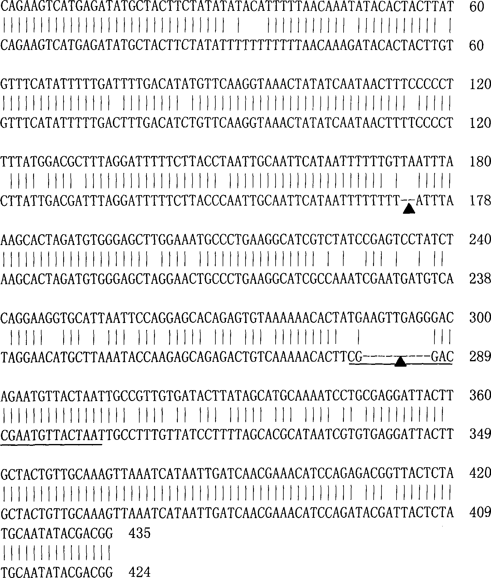 Molecule marker of brassica napus self-incompatible maintainer as well as preparation and uses thereof