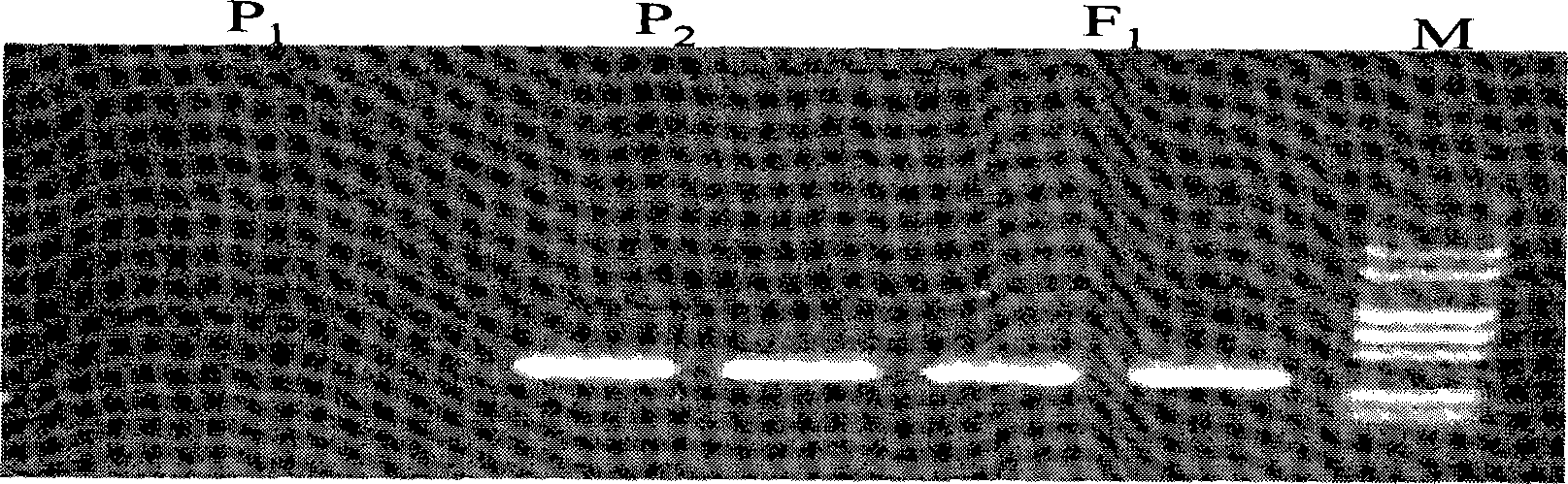 Molecule marker of brassica napus self-incompatible maintainer as well as preparation and uses thereof