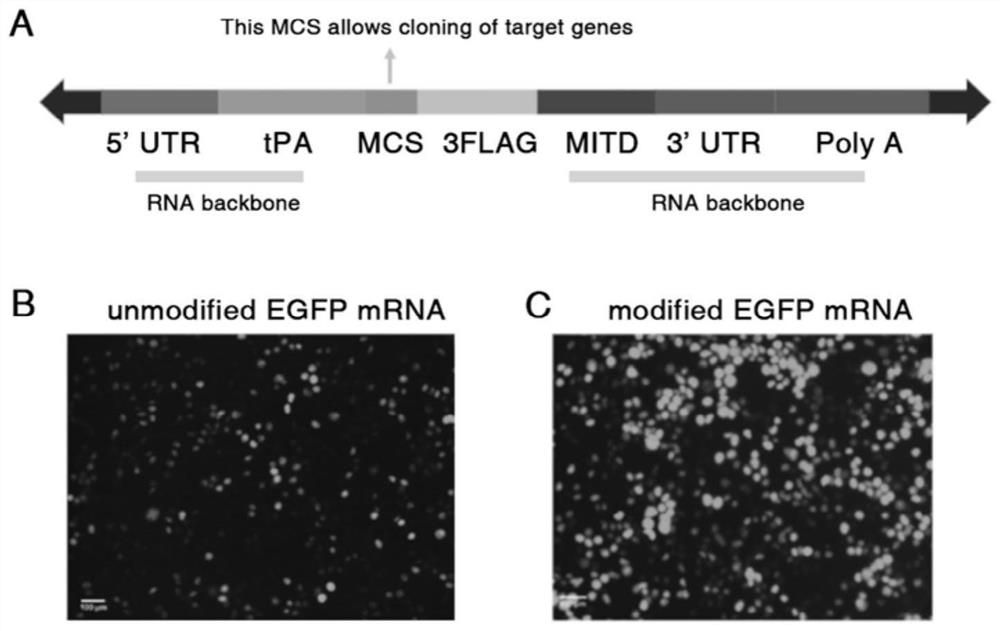 mRNA-liposome complex and application thereof