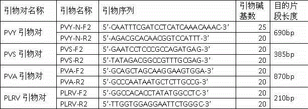 Quick sensitive detection method of potato viruses