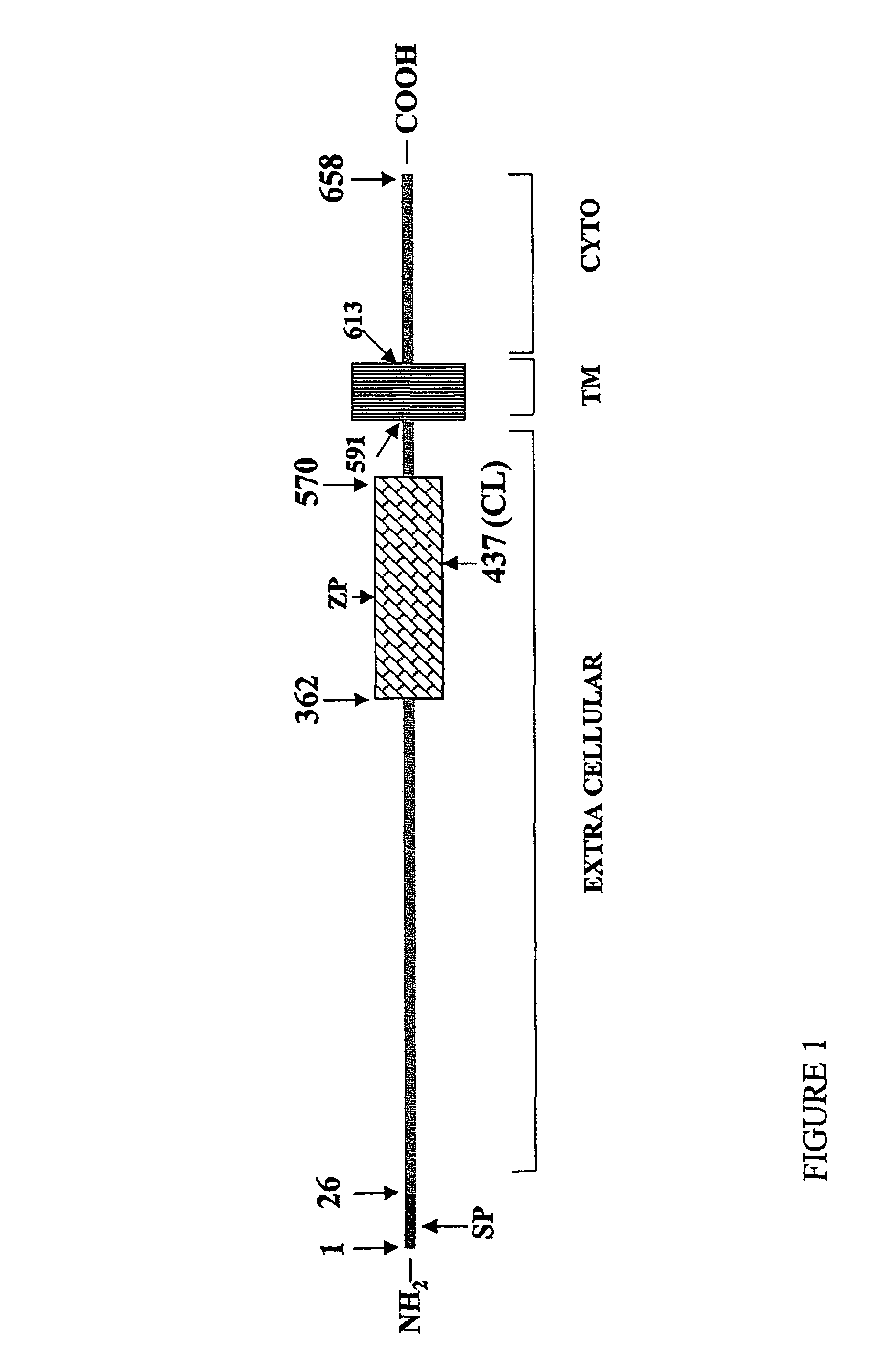 Use of compounds that bind soluble endoglin and SFLT-1 for the treatment of pregnancy related hypertensive disorders