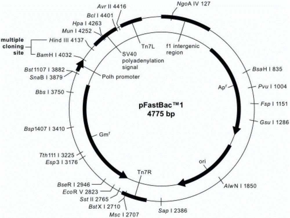 Preparation and application of baculovirus expression system-based duck tembusu virus subunit vaccine