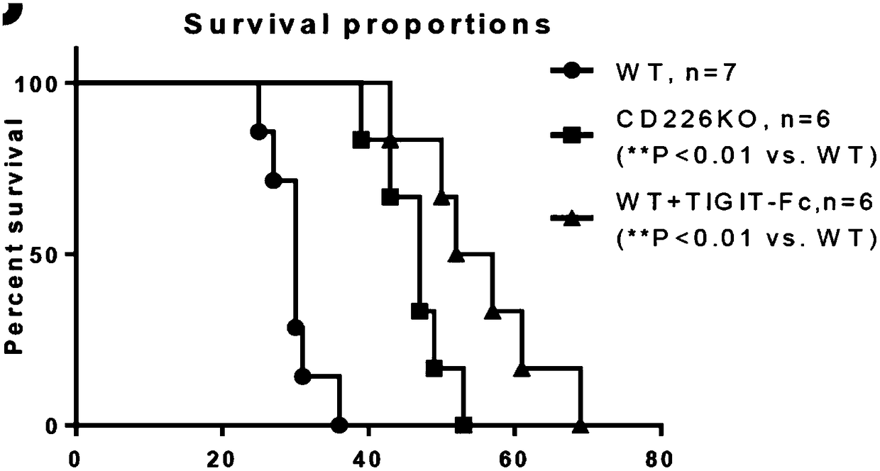 Recombinant fusion protein TIGIT-Fc and application in resisting transplant rejection thereof