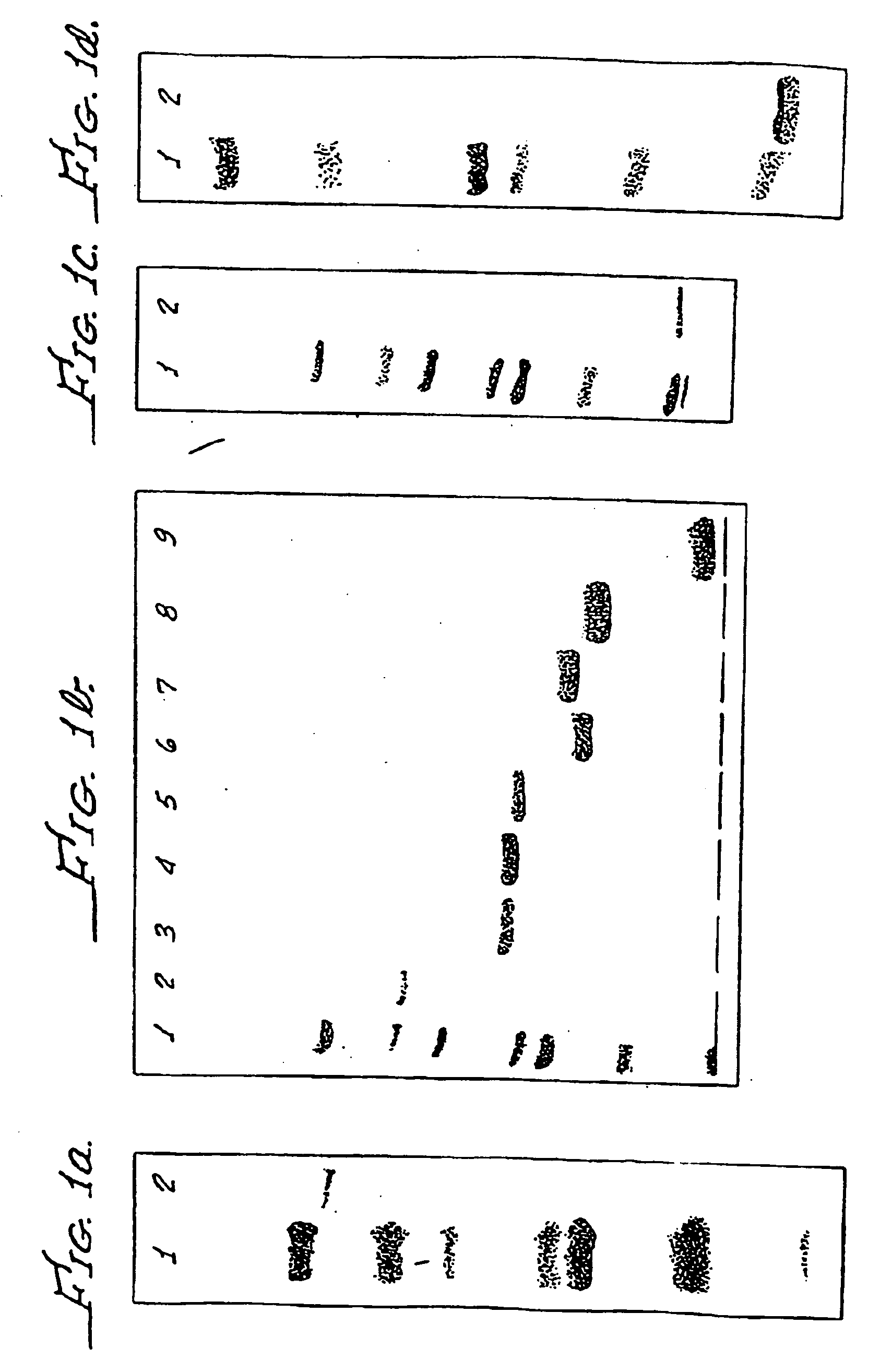 Abundant extracellular products and methods for their production and use