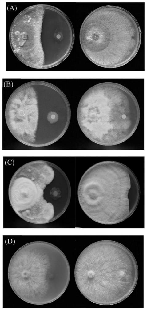 Biocontrol of Pseudomonas and its application