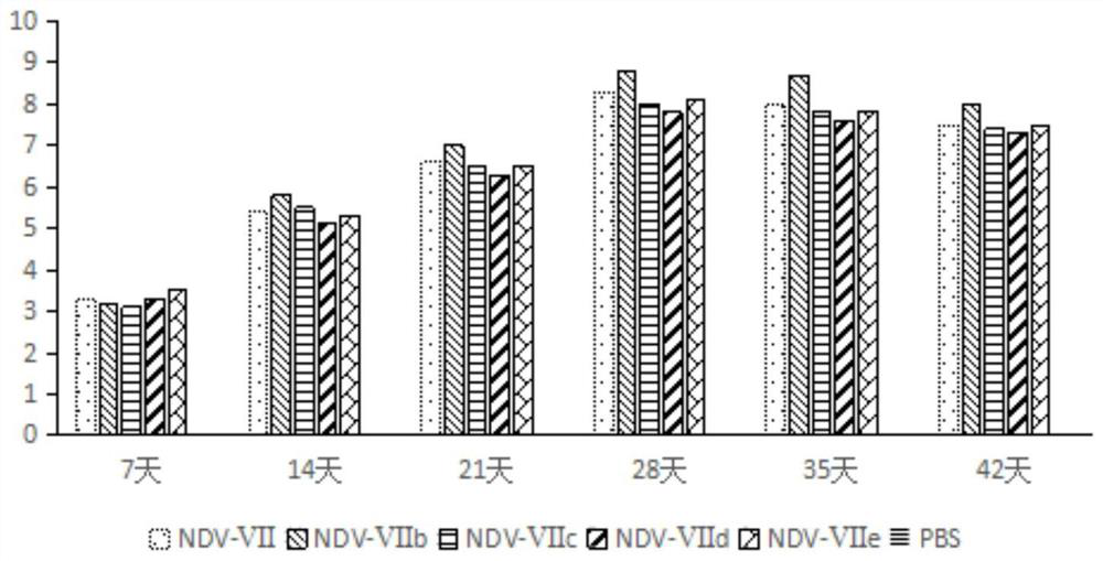 Newcastle disease virus vaccine strain for gene VII type genetic rescue