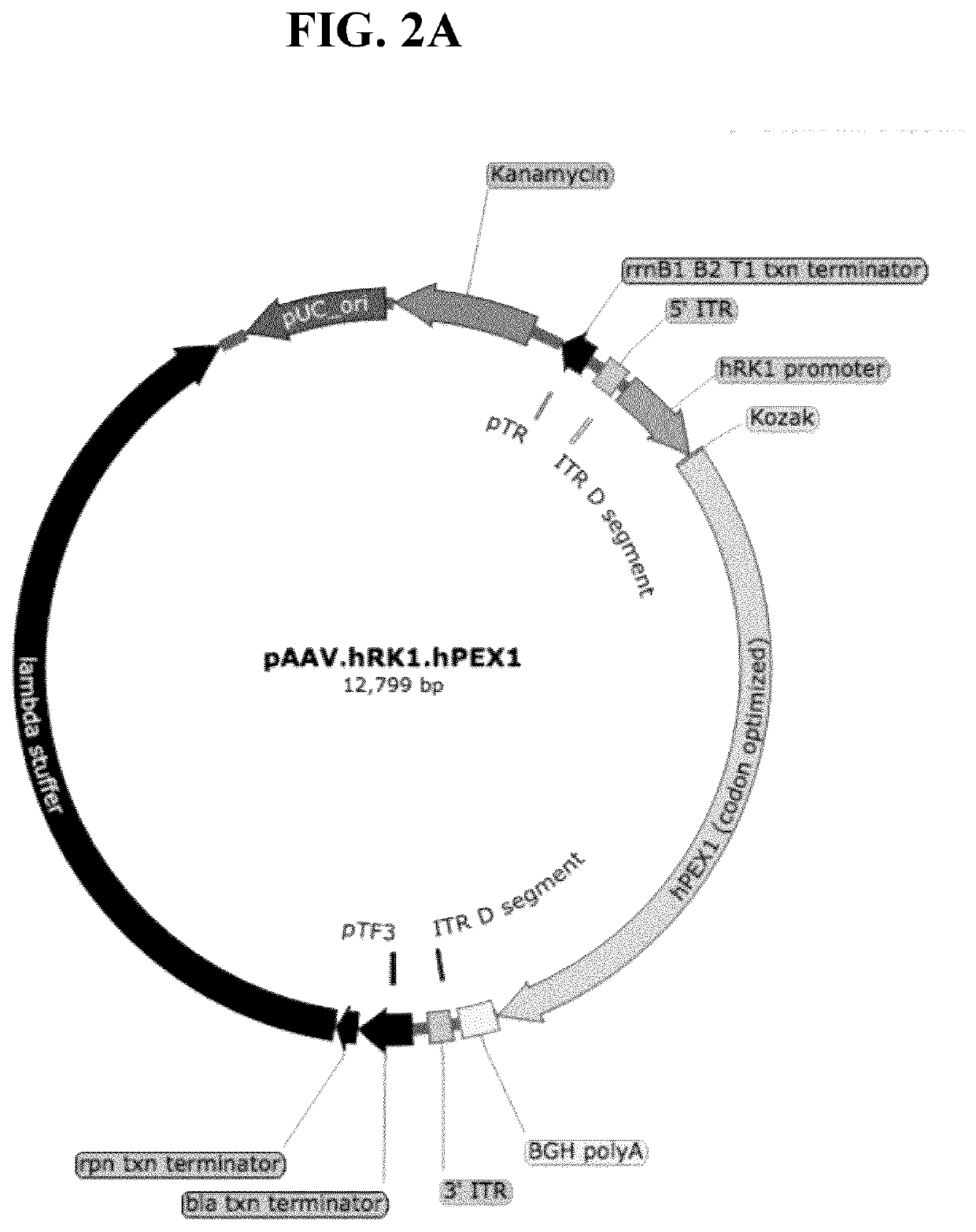 Gene therapy for treating peroxisomal disorders