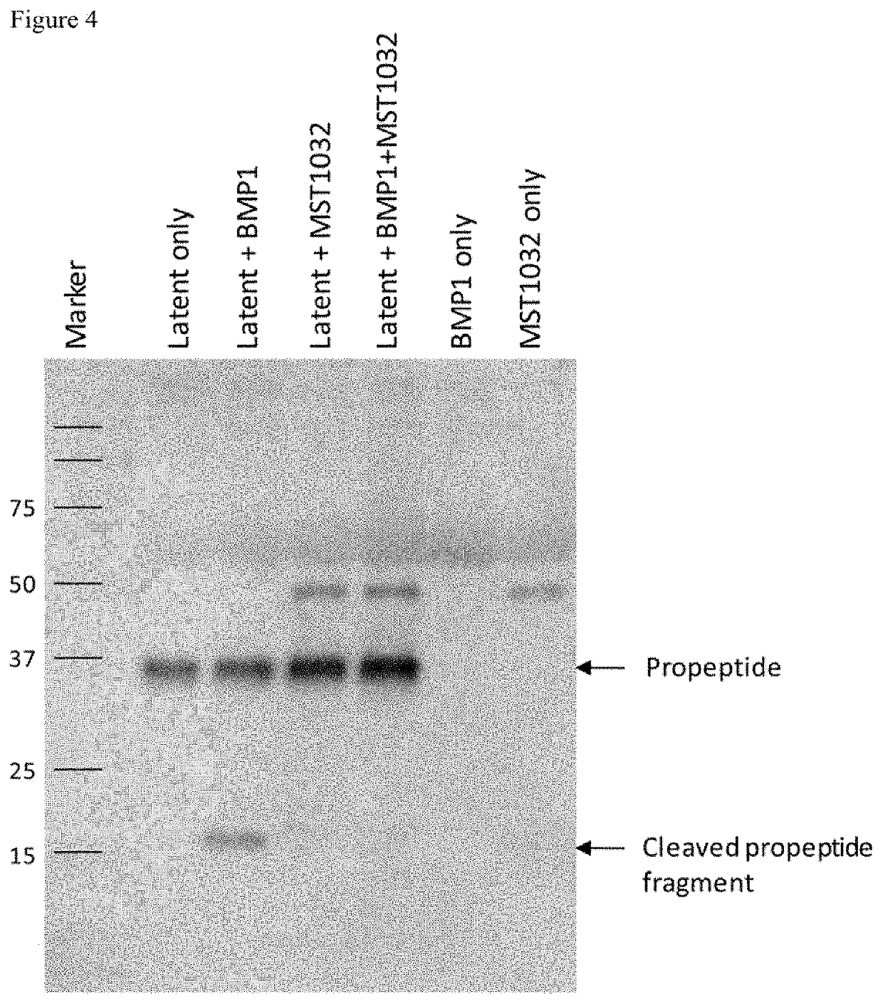 Anti-myostatin antibodies, polypeptides containing variant Fc regions, and methods of use