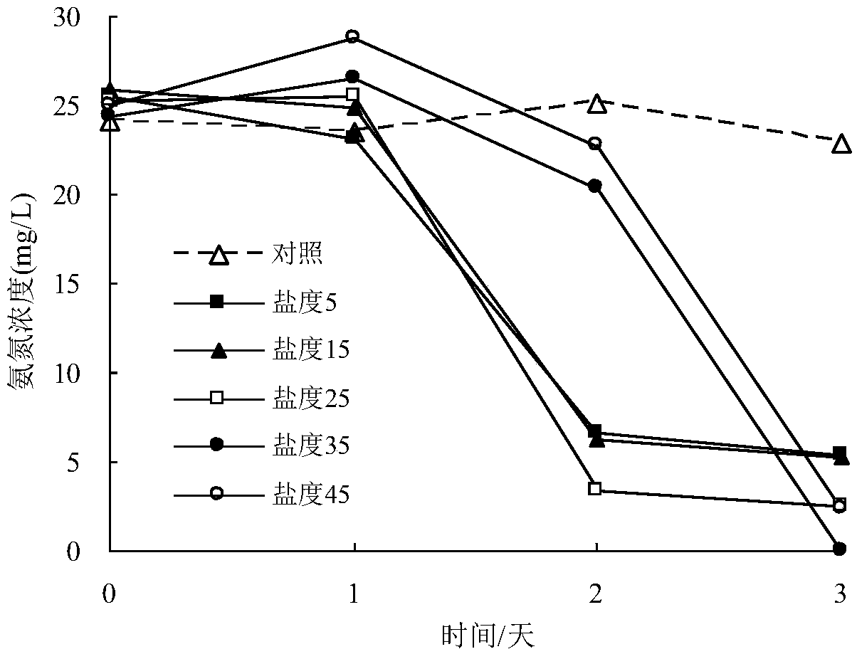 Rhodococcus rhodochrous bacterial strain XHRR1 for purifying ammonia in aquatic water and application thereof