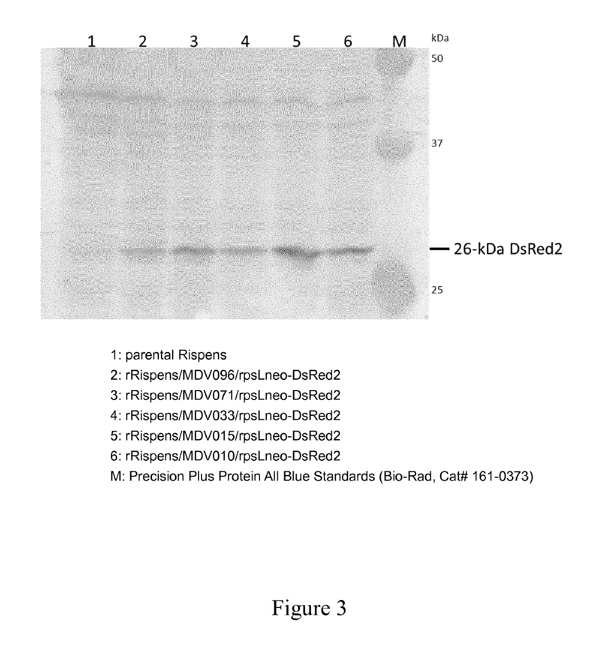 Recombinant MDV1 and the uses thereof