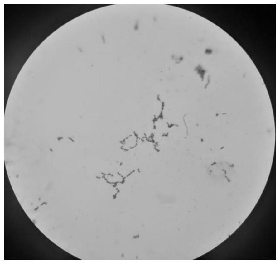 Streptococcus thermophilus IMAU 80287Y strain and use thereof, and yoghourt and preparation method thereof