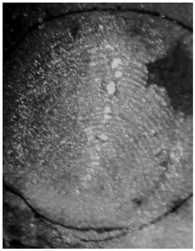 Fluorescence Quenching System Applied to Latent Fingerprint Visualization Method