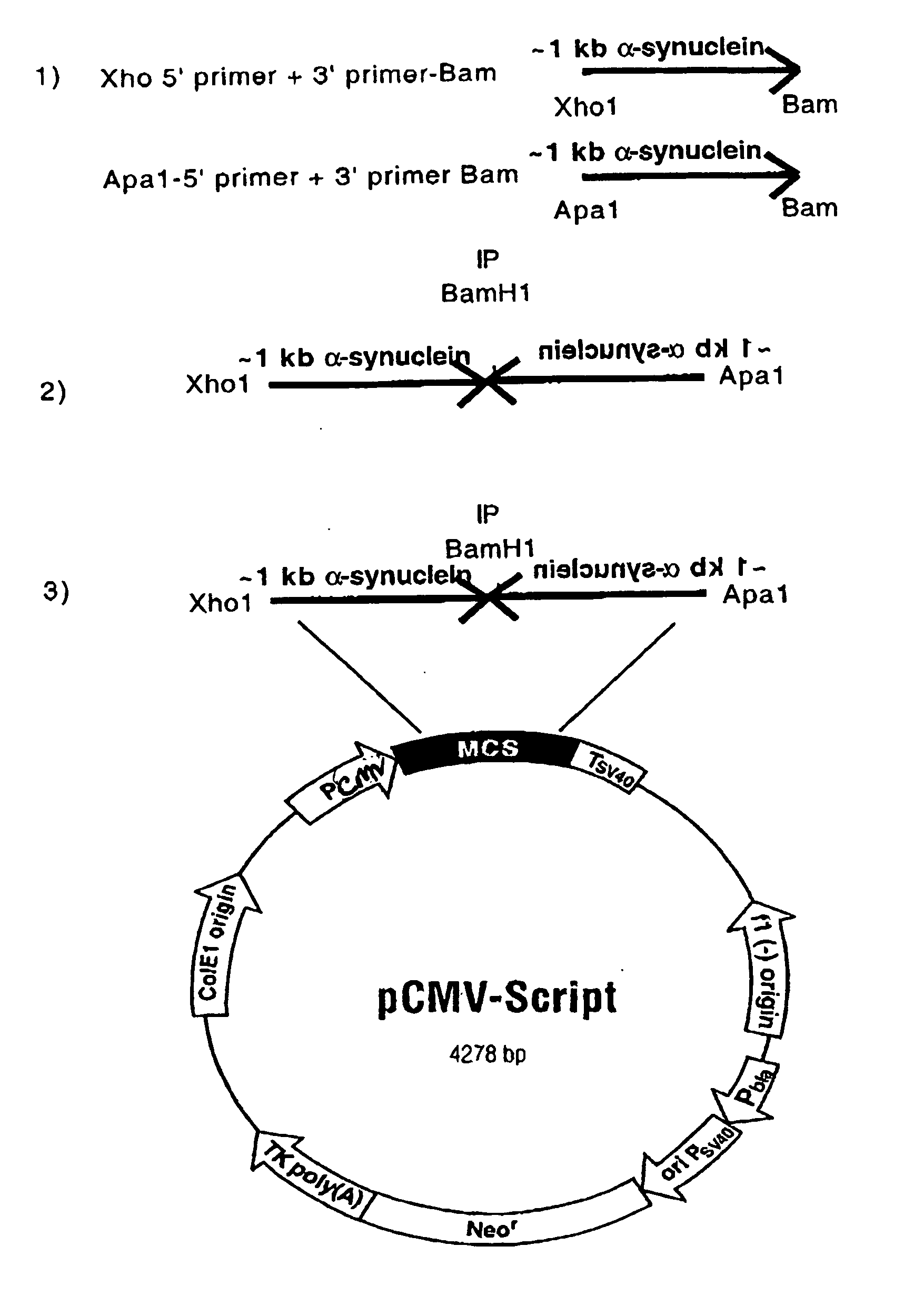 Compositions and methods for gene silencing