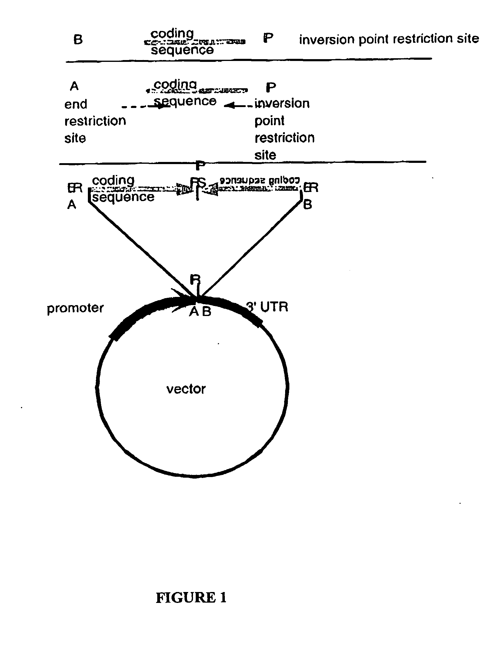 Compositions and methods for gene silencing