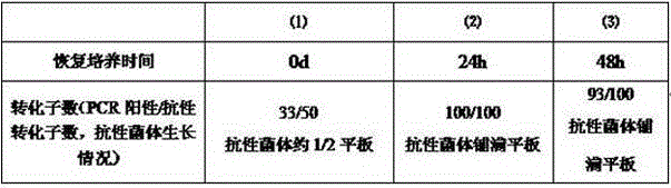 Agrobacterium-mediated pythium oligadrum gene transformation method