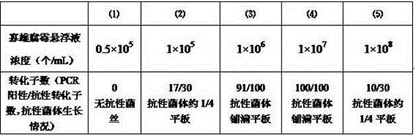 Agrobacterium-mediated pythium oligadrum gene transformation method