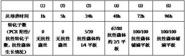 Agrobacterium-mediated pythium oligadrum gene transformation method