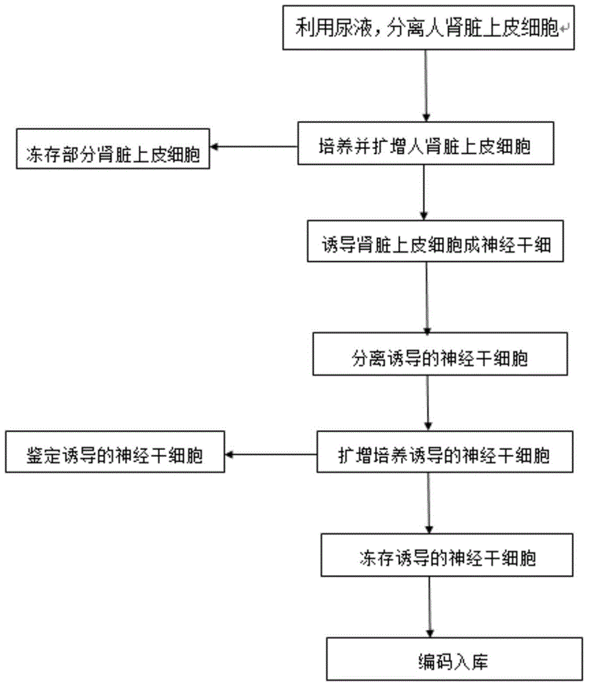 Construction method of human nerve stem cell bank