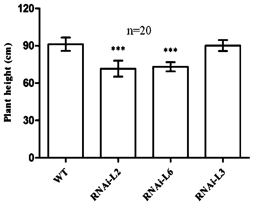 Wheat TaARF12 gene and application thereof