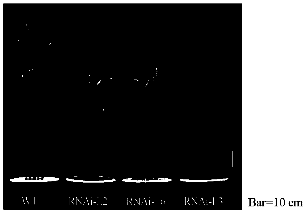 Wheat TaARF12 gene and application thereof