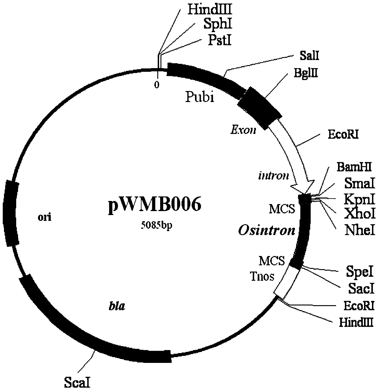 Wheat TaARF12 gene and application thereof